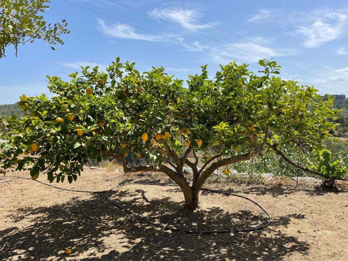 Finca Can Toni Den Real San José Eksteriør billede